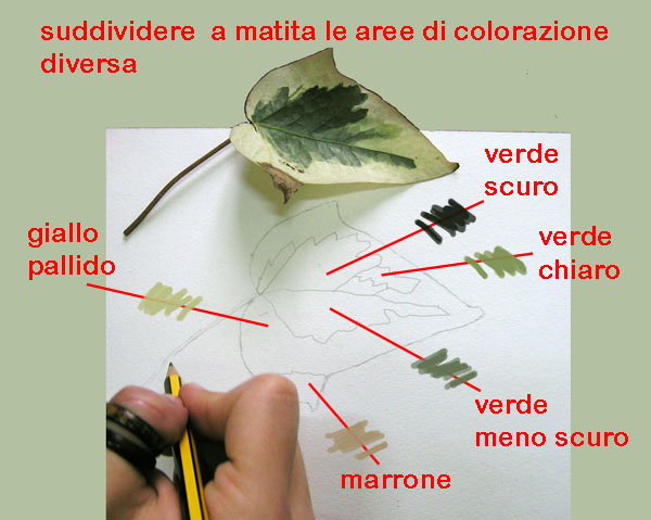 Disegno naturalistico 3 Lezione